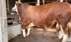 Sapi Simental 1.050 Kg Milik Warga Cisarua Jadi Pilihan Sapi Kurban Presiden di KBB