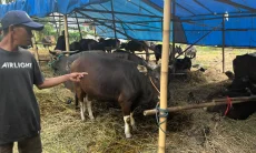 Sapi Bali Asal Bima Jadi Primadona Jelang Iduladha di Padalarang, Ini Kelebihannya
