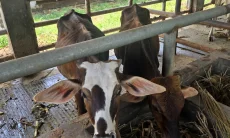 Distan Cirebon Ungkap Penyebab 41 Sapi Gagal Lelang