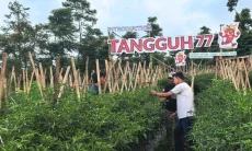 Edukasi Lapangan Perkuat Petani Sukabumi Hadapi Musim Kering