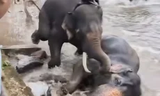 Viral Video Perkelahian Sengit Gajah, Turis Wanita Terinjak hingga Meninggal Dunia
