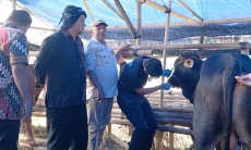 Pemkot Tasikmalaya Jamin Hewan Kurban Aman, 1.532 Ekor Lolos Uji Kesehatan