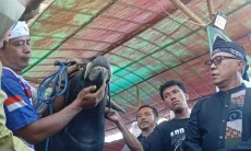 19 Ribu Stok Sapi Kurban di Kota Bogor Mampu Penuhi Permintaan Masyarakat