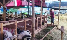 Jelang Iduladha, Penjualan Kambing Kurban di Cirebon Meningkat