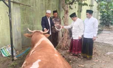 Pemkab Cirebon Distribusikan 11 Sapi dan 67 Kambing, Sapi Presiden Terbesar