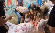 18.036 Hewan Kurban di Kota Bandung Dijamin DKPP Sehat