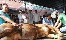 FOTO: Umuh Muchtar Kurban 15 Ekor Sapi, Erwan Setiawan Ajak Perkuat Kepedulian Sosial