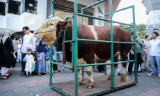 Farhan Serahkan Sapi Kurban Presiden, Daging Langsung Disalurkan ke Mustahik
