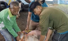 Sistem Baru Distribusi Kurban Masjid Al Ukhuwah Kota Bandung Berbasis Data RW