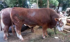 Dua Sapi Ngamuk dan Terperosok ke Lubang, Damkar Kabupaten Bogor Beraksi