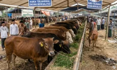 Presiden Salurkan Bantuan Sapi Kurban Pakai APBN, MUI Sebut Hal Ini Sah-sah saja