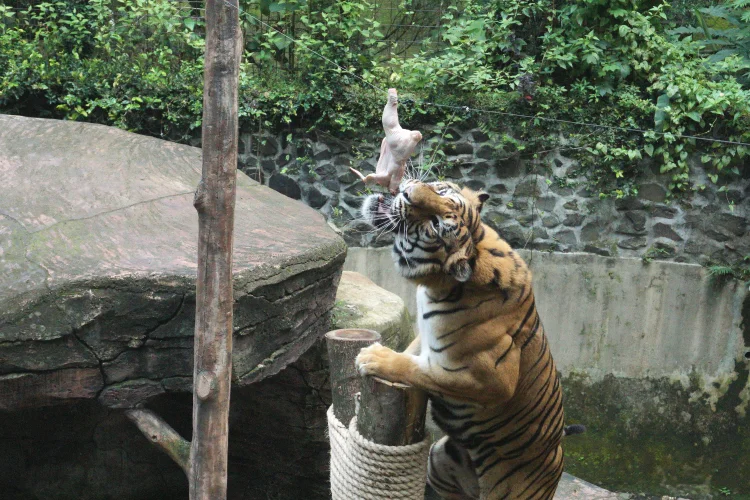Pemkot Bandung Ajukan Izin Konservasi Sementara Bandung Zoo, Satwa Tak Direlokasi