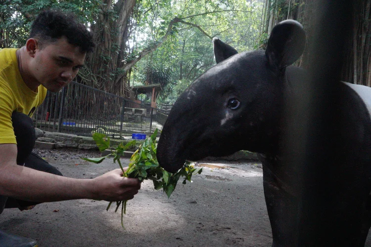 FOTO: Pengelola Transisi Bandung Zoo Siap Bekerja Sama dengan Pengelola Baru