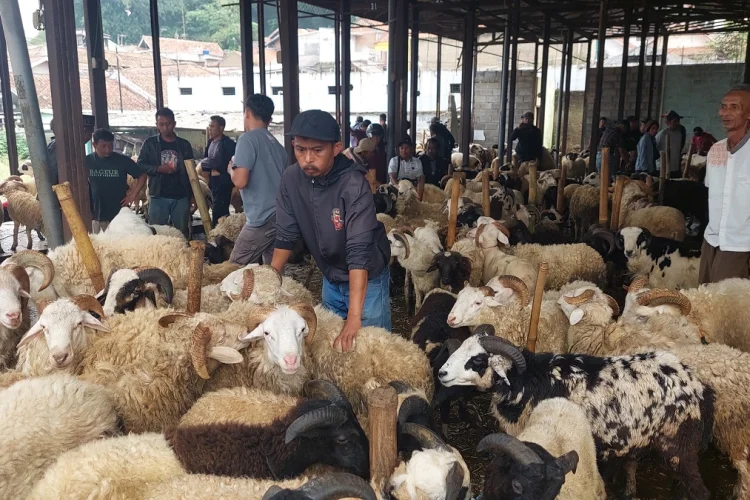 Jelang Iduladha, Pasar Ternak Padalarang Mulai Ramai Pembeli