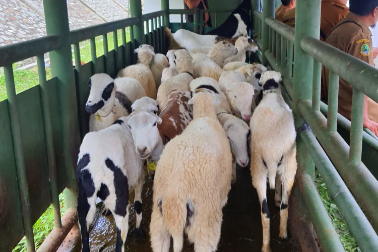Dispernakan KBB Prediksi Stok Hewan Kurban Naik 2 Persen Jelang Iduladha