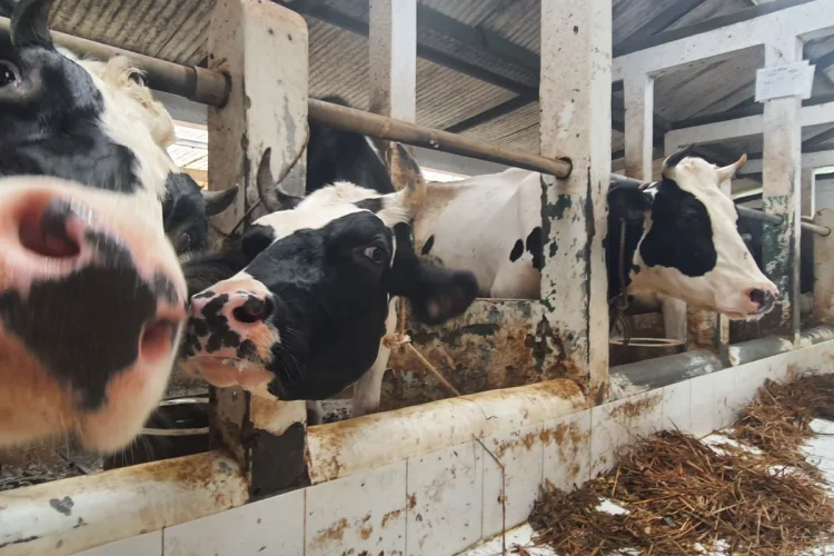 Defisit, Pemprov Jabar Antisipasi Komoditas Daging dan Susu Sapi Paruh Kedua 2026