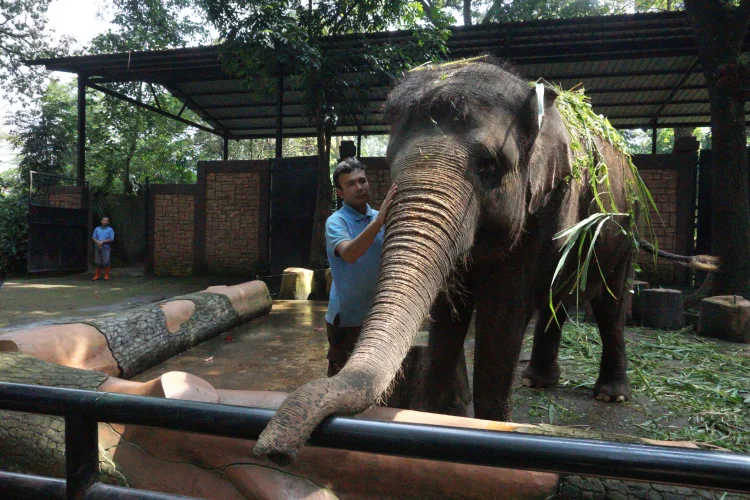 Jika Gagal, Pengelolaan Bandung Zoo Bisa Diambil Alih Pemerintah Pusat