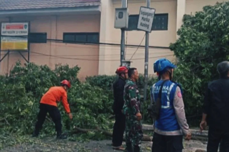 Pohon Tumbang Kerap Terjadi, DLH Cimahi Ungkap Penyebab Utama