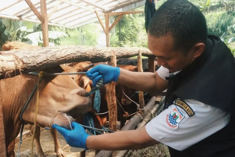 Cegah Penyakit, Dispangtan Cimahi Perketat Pengawasan Hewan Kurban
