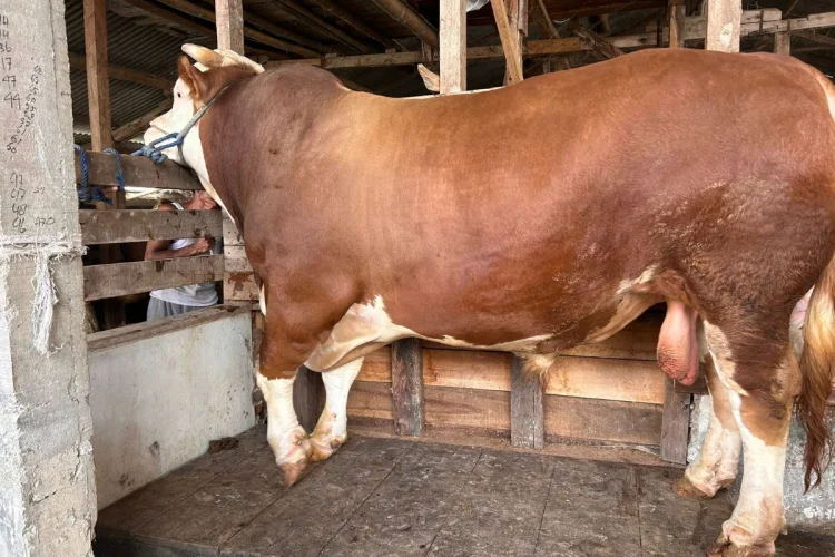 Sapi Simental 1.050 Kg Milik Warga Cisarua Jadi Pilihan Sapi Kurban Presiden di KBB