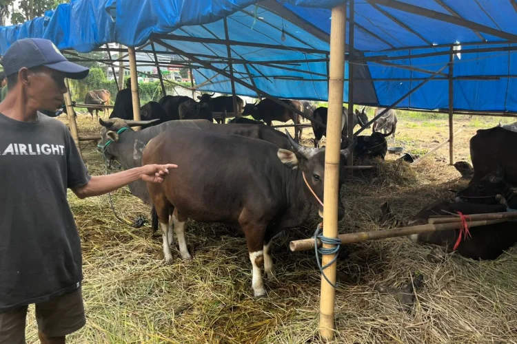 Sapi Bali Asal Bima Jadi Primadona Jelang Iduladha di Padalarang, Ini Kelebihannya