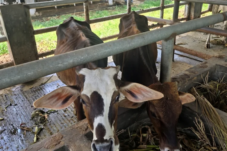 Distan Cirebon Ungkap Penyebab 41 Sapi Gagal Lelang