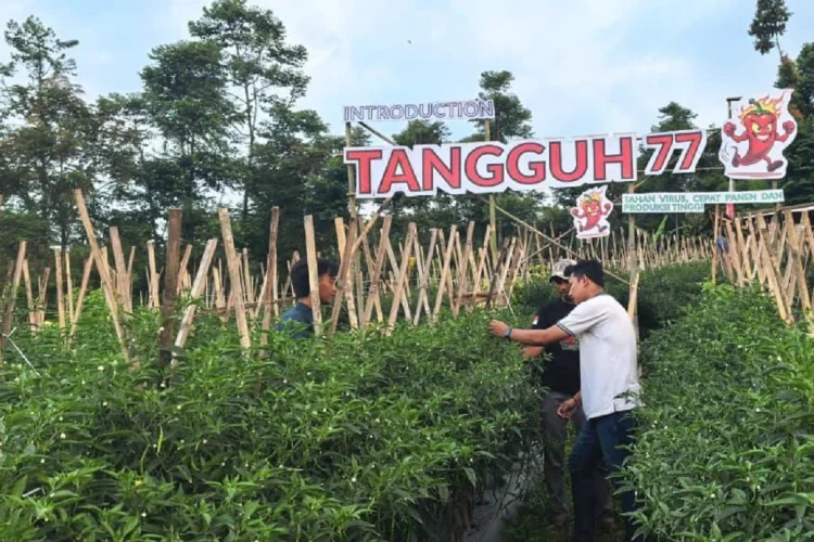 Edukasi Lapangan Perkuat Petani Sukabumi Hadapi Musim Kering