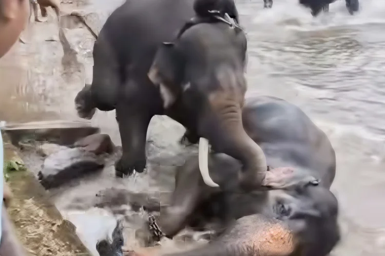 Viral Video Perkelahian Sengit Gajah, Turis Wanita Terinjak hingga Meninggal Dunia