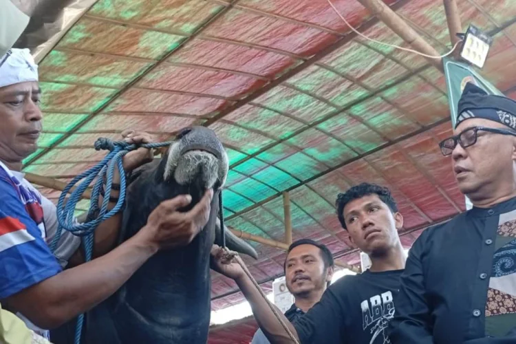 19 Ribu Stok Sapi Kurban di Kota Bogor Mampu Penuhi Permintaan Masyarakat