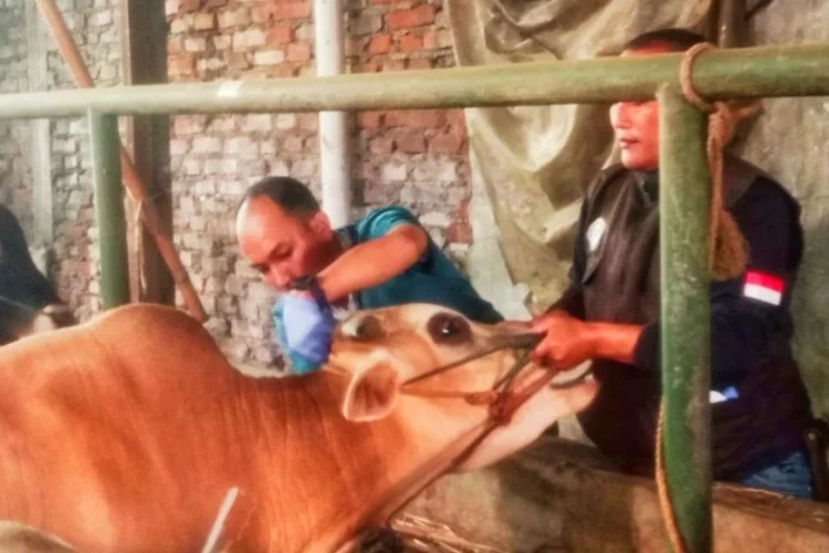 Jelang Iduladha, Tim Khusus Cimahi Menyisir Seluruh Titik Penjualan Hewan Kurban