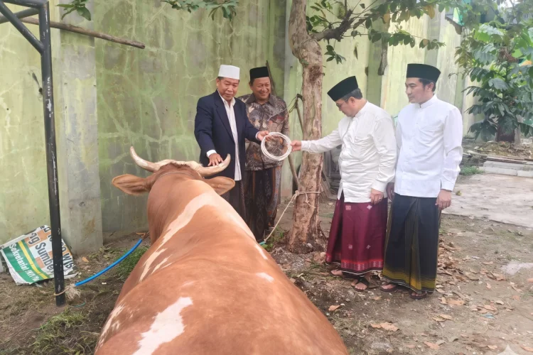 Pemkab Cirebon Distribusikan 11 Sapi dan 67 Kambing, Sapi Presiden Terbesar