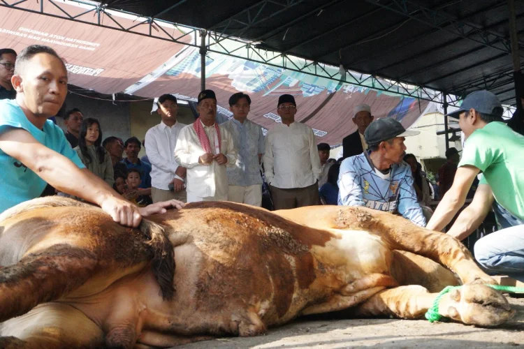 FOTO: Umuh Muchtar Kurban 15 Ekor Sapi, Erwan Setiawan Ajak Perkuat Kepedulian Sosial