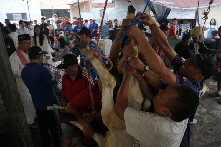 Jabar Sembelih 375 Ribu Ekor Hewan di Iduladha 2026, Naik 7,1 Persen