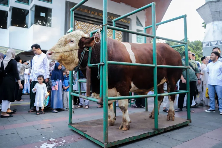 Farhan Serahkan Sapi Kurban Presiden, Daging Langsung Disalurkan ke Mustahik