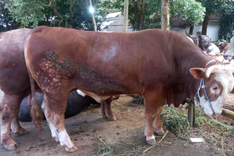 Dua Sapi Ngamuk dan Terperosok ke Lubang, Damkar Kabupaten Bogor Beraksi
