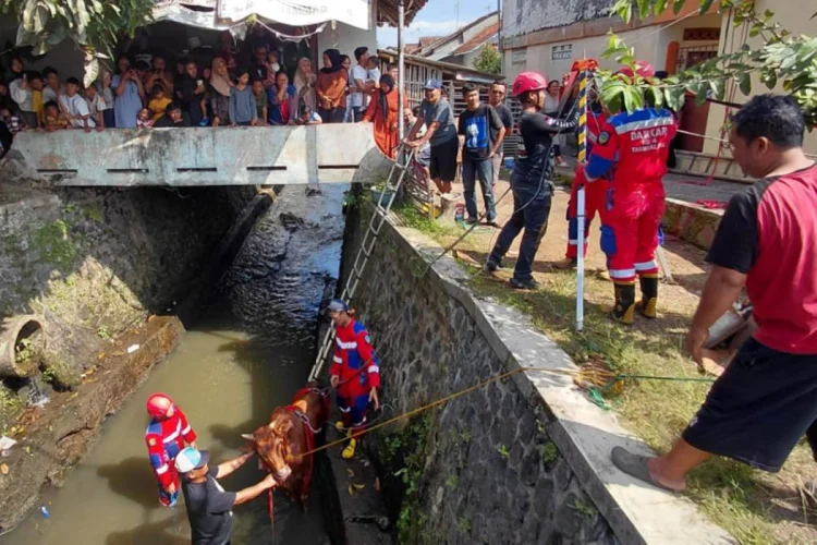 Sapi Kurban Tercebur ke Sungai, Damkar Kota Tasikmalaya Evakuasi Selama Dua Jam