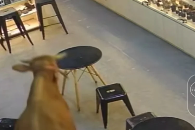 Viral Sapi Kurban Idul Adha 2026 Ngamuk Masuk Toko Kamera di Bogor