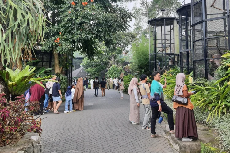 Libur Panjang Iduladha, Lembang Park Zoo Catat Lonjakan Kunjungan 10 Persen 
