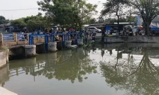 Geger, Ribuan Ikan Mati  di Saluran Irigasi, DLH Kirim Petugas Ambil Sampel Air