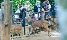 Transisi Pengelolaan Bandung Zoo : Pemkot Bandung Jamin Perhatian untuk Karyawan