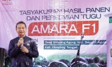 Lampung Kian Mengukuhkan Diri sebagai Sentra Semangka Nasional