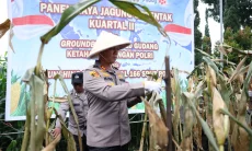 Dukung Ketahanan Pangan, Polres Cimahi Tanam Jagung di Lahan Seluas 1,7 Hektare