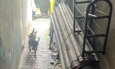 Warga di Jalan Mayor Oking Resah Keberadaan Kawanan Anjing yang Berkeliaran