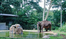 Nasib Bandung Zoo Segera Ditentukan, Farhan Temui Kementerian Kehutanan Hari Ini