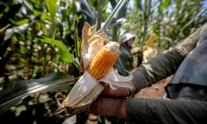 Antisipasi El Nino, DKPP Kota Bandung Siapkan Irigasi hingga Bibit Tahan Panas