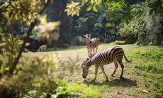 Pengelolaan Bandung Zoo Beralih, Pemkot Bandung Fokus Selesaikan Izin Operasional
