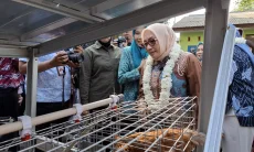 Apresiasi Kebun Pangan Lokal di Tasik, Menteri PPPA: Jadi Contoh Kemandirian Desa