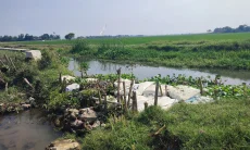 Saluran Irigasi Rusak Parah Ratusan Petani di Karawang Terancam Puso
