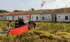 Harga Gabah Menguat Saat Panen, Petani Cirebon Nikmati Keuntungan