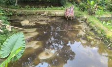Air Kolam Menghitam, Ikan Warga Tamansari Kota Tasikmalaya Mati Massal